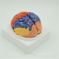 China manufacturers Plastic Dissection Brain Model